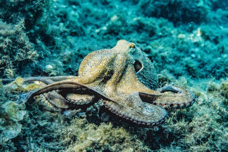 amazing facts about oktopus.